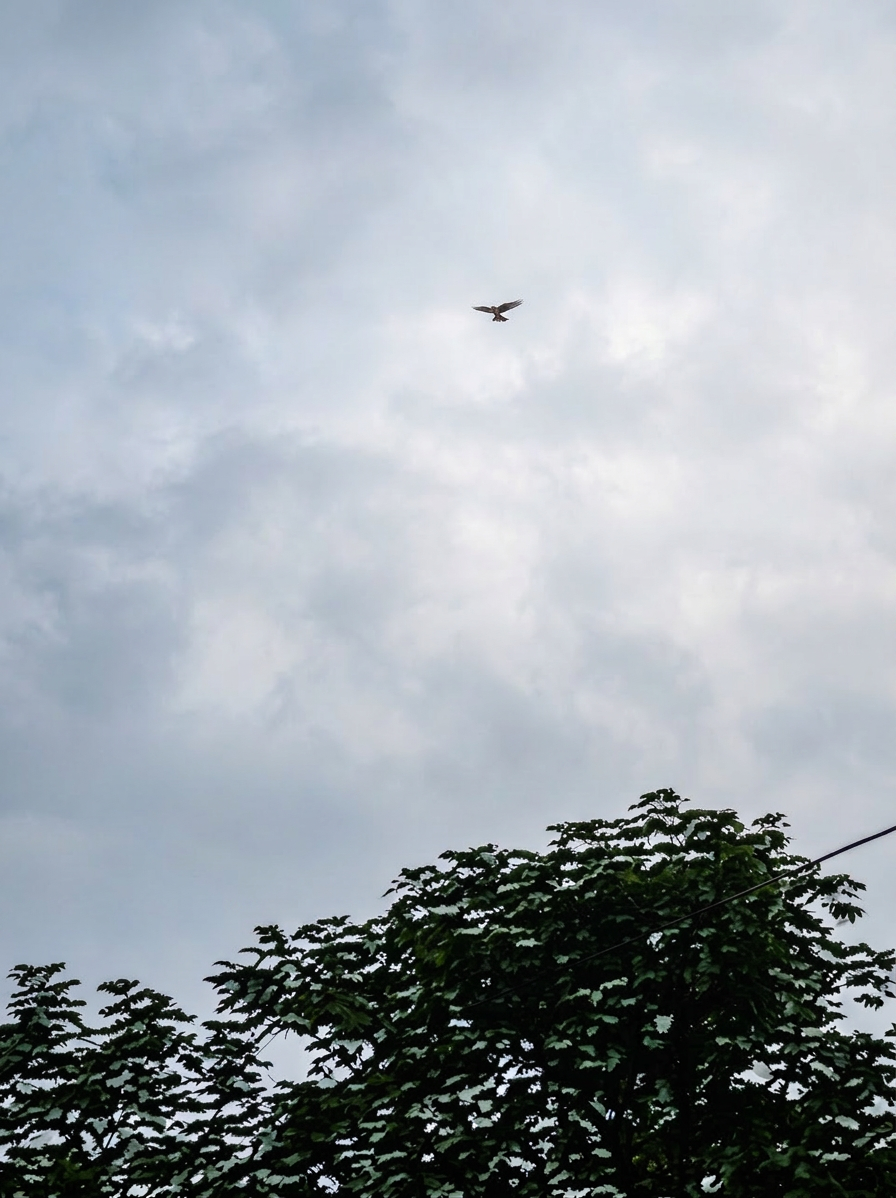 Bird flew Small bird flying in a gray sky above tree tops